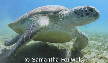 Huge Green Turtle (instead of Dugong) at Marsa Abu Dabab by Samantha Fouwels 